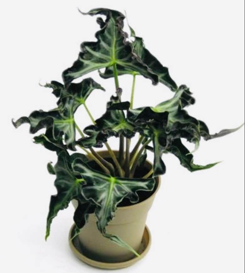 2" Baby Alocasia Loco