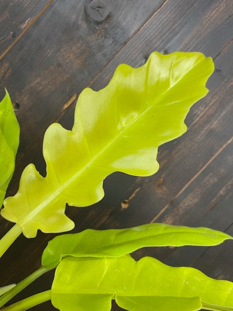philodendron golden gator Philodendron Golden Crocodile – Coollective Plants