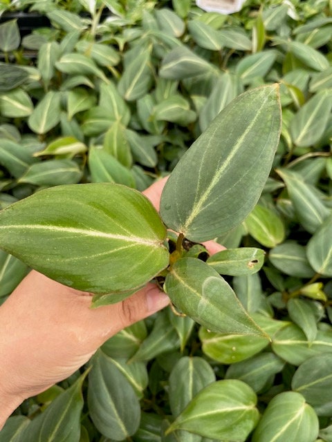 Baby Plant/4" Philodendron Gloriosum