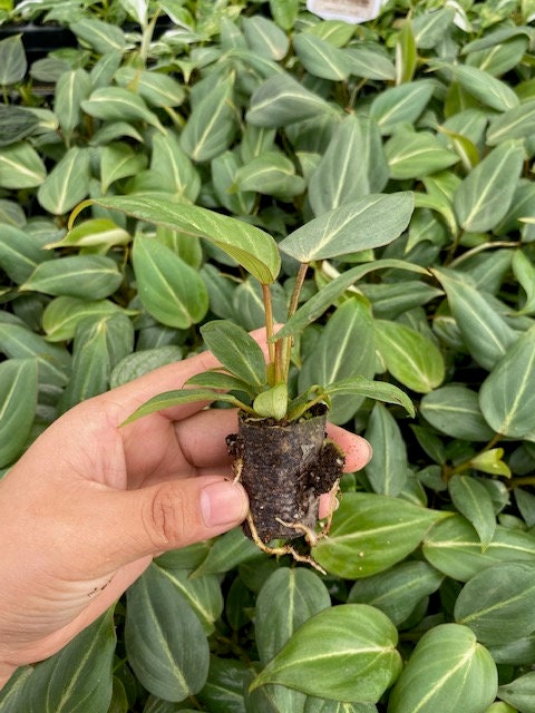 Baby Plant/4" Philodendron Gloriosum