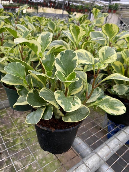 4"/6" Peperomia Golden Gate