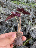 4" Alocasia Sanderiana 'Nobilis'