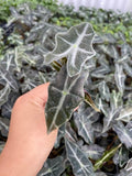 4" Alocasia Sanderiana 'Nobilis'