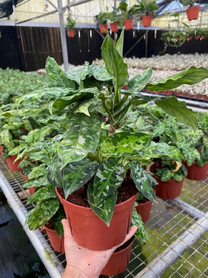4"/6" Aglaonema Pictum Tricolor