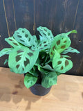 6" Marantta Leuconeura Green (Player Plant)
