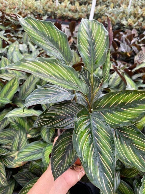 Baby Plant/4"/6" Calathea Beauty Star