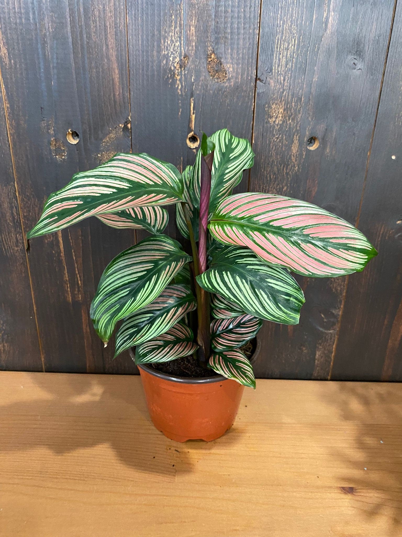Baby Plant/4"/6" Calathea Whitestar *SUPER RARE*... One of my TOP 3 Calathea.