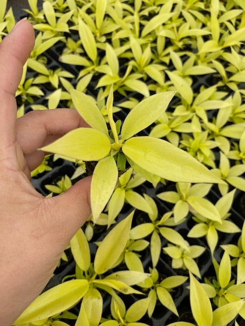 philodendron golden gator Philodendron Golden Crocodile – Coollective Plants
