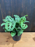 6" Marantta Leuconeura Green (Player Plant)