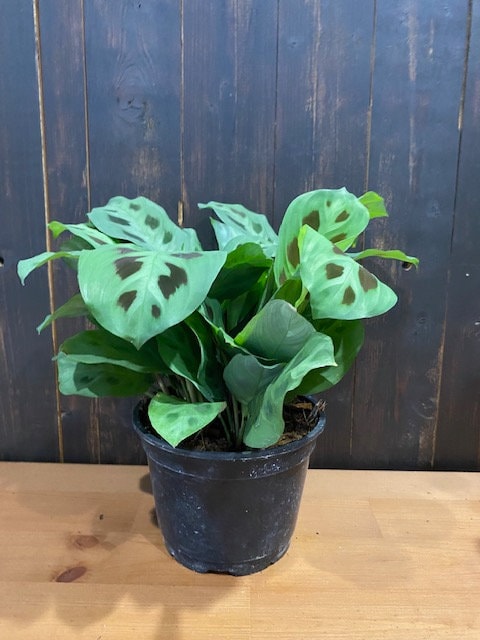 6" Marantta Leuconeura Green (Player Plant)