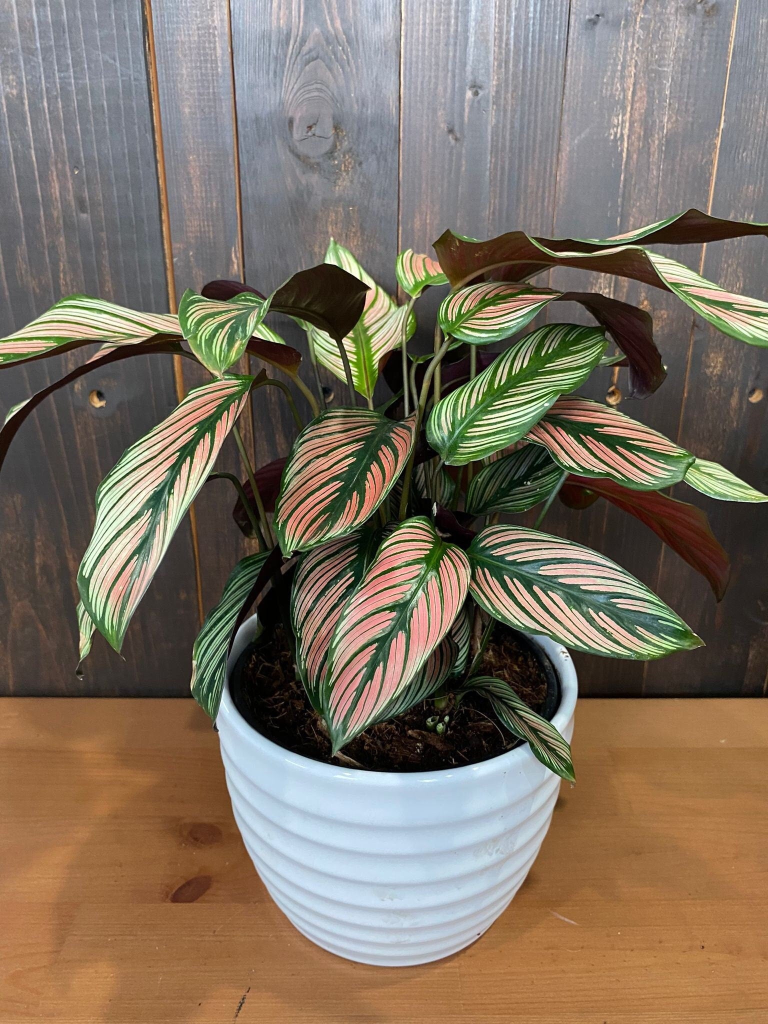 Baby Plant/4"/6" Calathea Whitestar *SUPER RARE*... One of my TOP 3 Calathea.