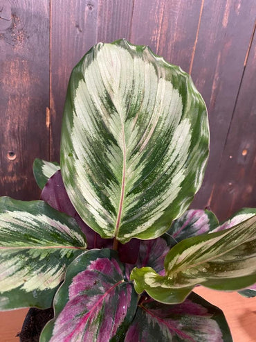 6" Calathea Eclipse
