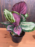 6" Calathea Eclipse