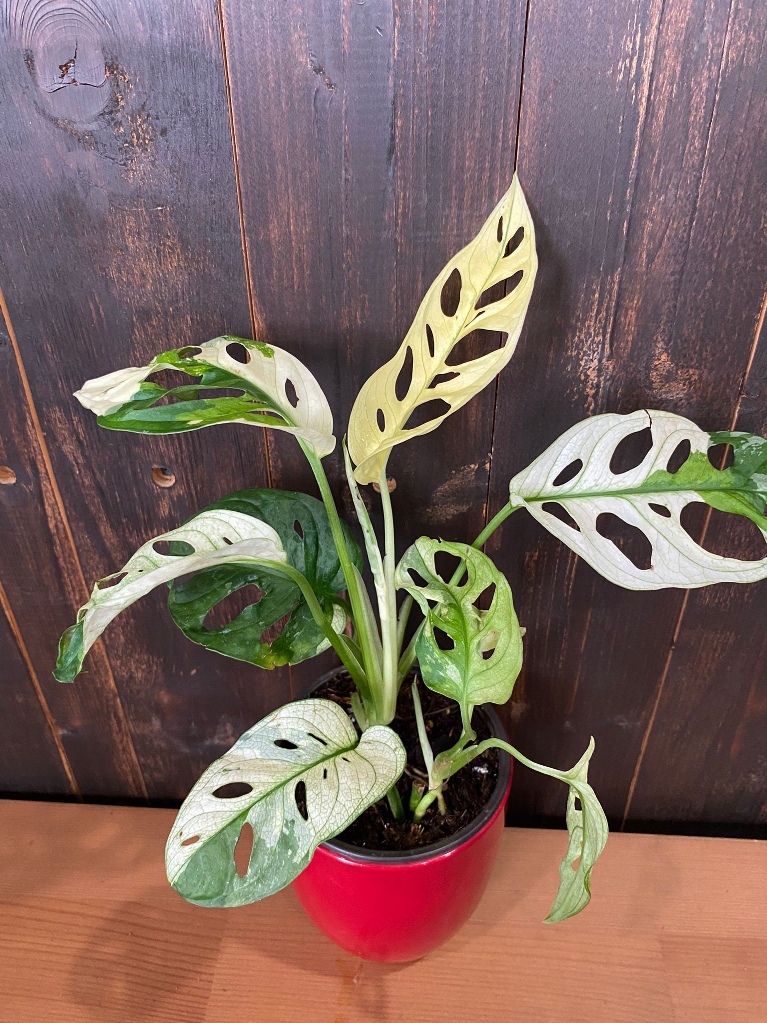 variegated swiss cheese plant for sale 4" Monstera Adonsonii "Variegated" Swiss Cheese (Rare Plant)