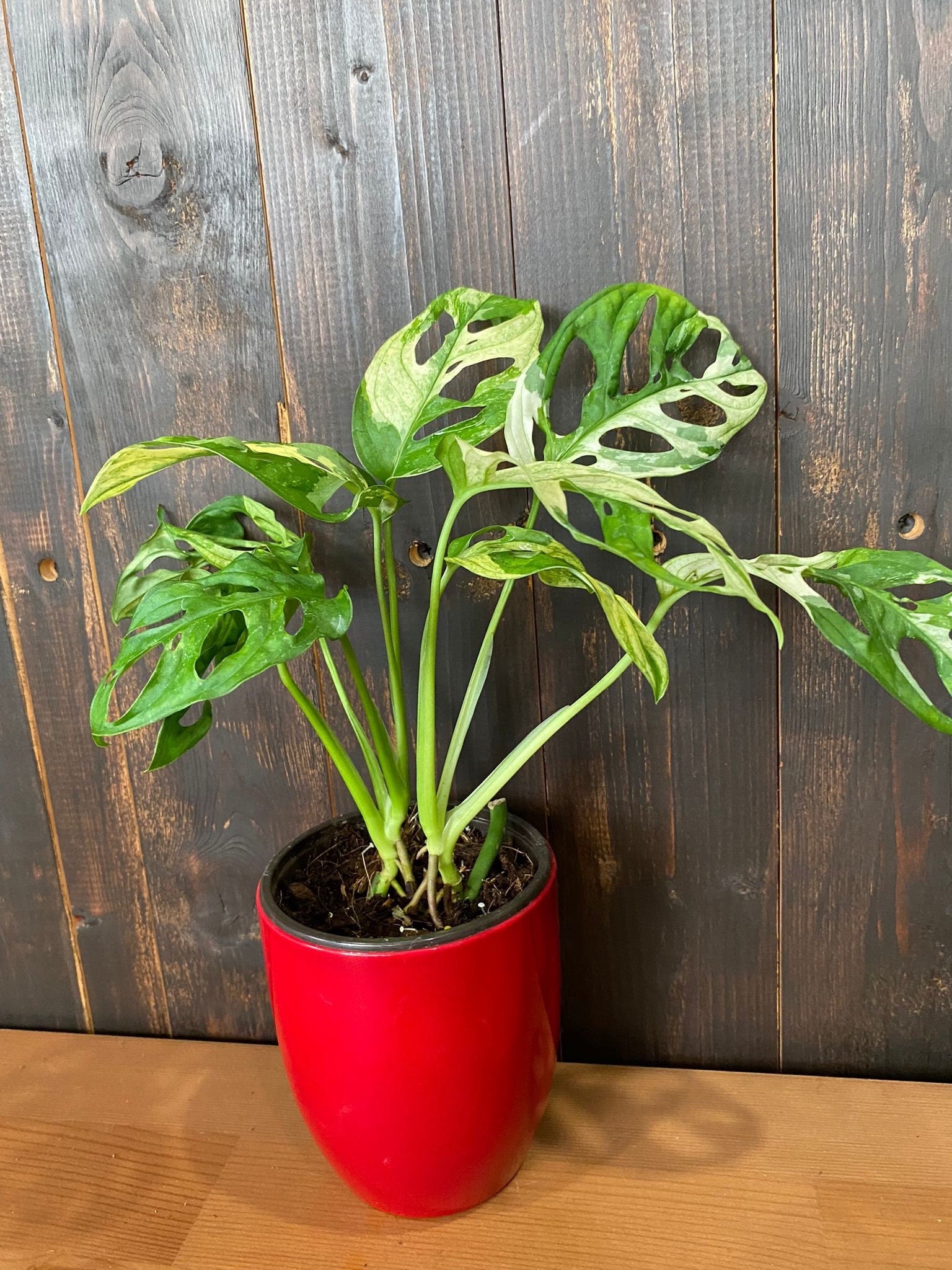 swiss cheese plant variegated 4" Monstera Adonsonii "Variegated" Swiss Cheese (Rare Plant) – Coollective Plants