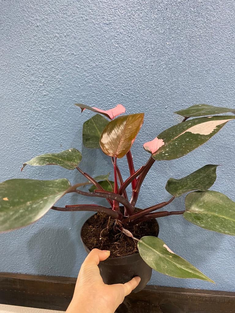 4"/6" Philodendron Pink Princess