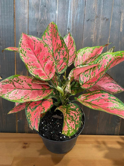 4" Aglaonema Lady Valentine