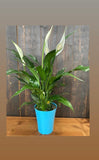 4"/6" Spathiphyllum, Peace Lily, blooming plant
