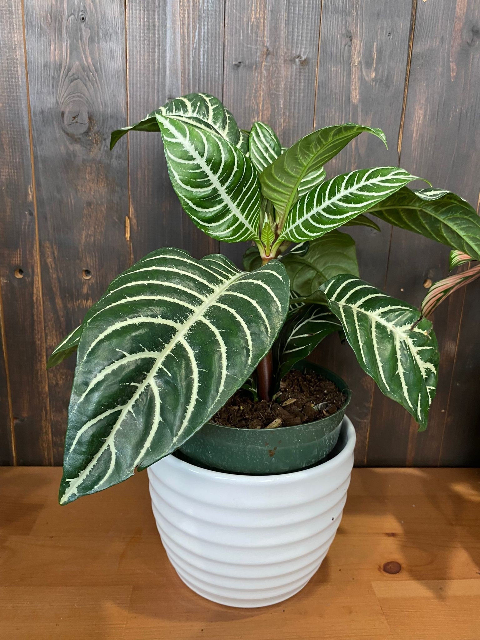 6" Aphelandra Dania Zebra Plant