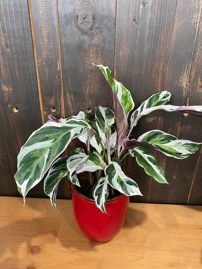 Calathea White Fusion (2–4 inch plant) – Coollective Plants