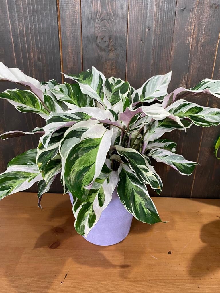 calathea white fusion dehner Calathea White Fusion (2–4 inch plant)