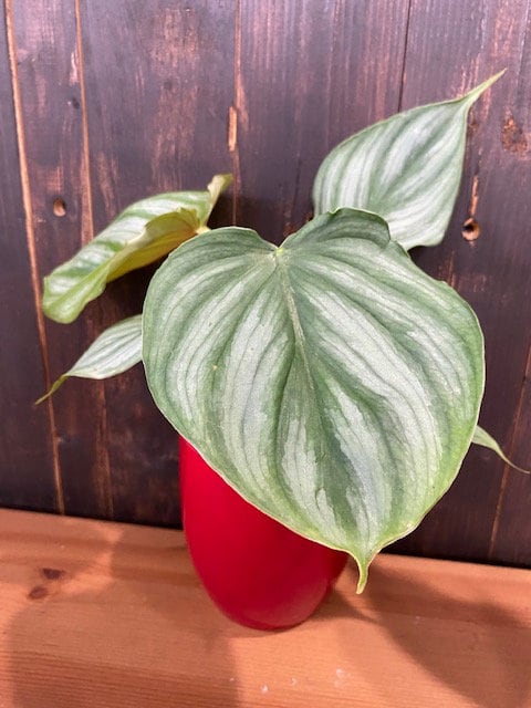 4" Philodendron Mamey "Silver Cloud"