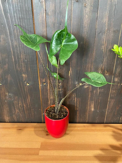 Baby Plant/4" Alocasia Stingray