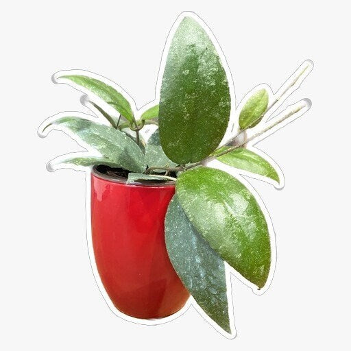 4" Hoya Sumatra "Rare Hoya"