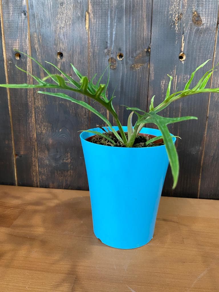 4" Philodendron Tortum "Rare Plant"