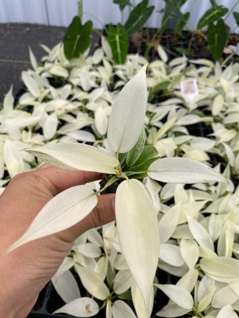 Baby Philodendron Florida Ghost Mint
