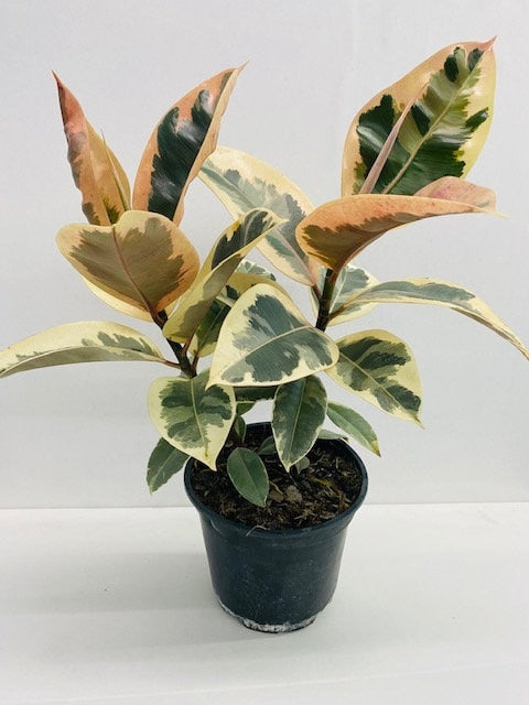4"/6" Ficus Tineke Variegated