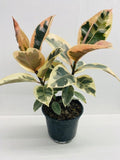 4"/6" Ficus Tineke Variegated