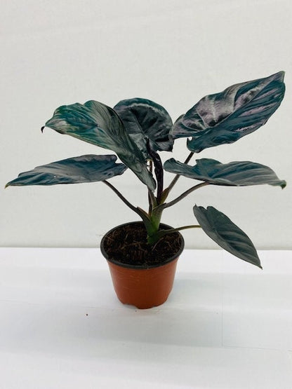 4"/6" Alocasia Infernalis (Black Panther) *** RARE PLANT***