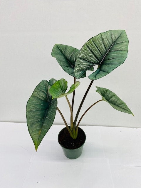 4"/6" Alocasia Platinum "Rare Plant"