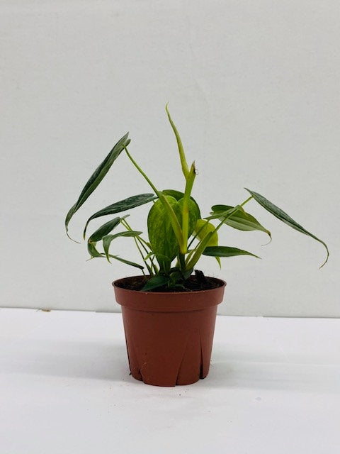Baby Plant/4" Philodendron Brandi