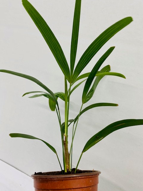 4" Rhapis Excelsa (Lady Palm)