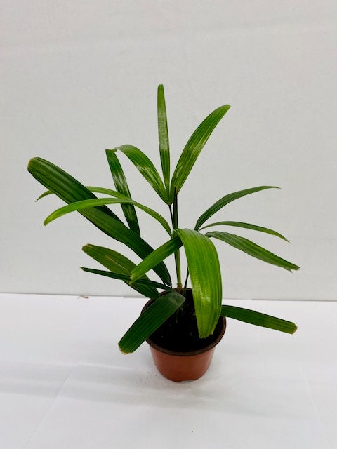 4" Rhapis Excelsa (Lady Palm)