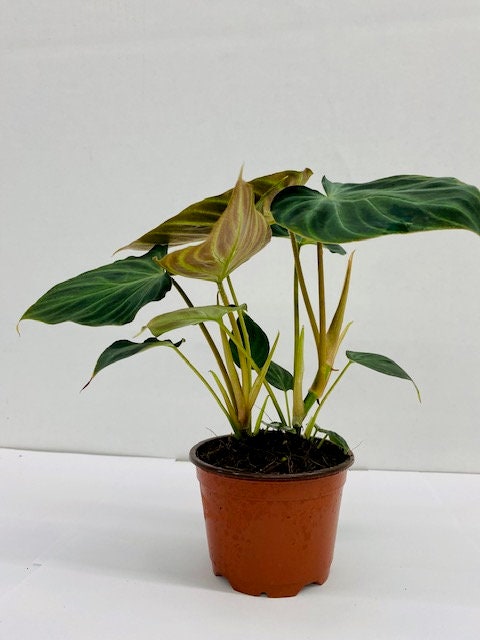 philodendron verrucosum incensi Philodendron Verrucosum 4 Inch – Coollective Plants
