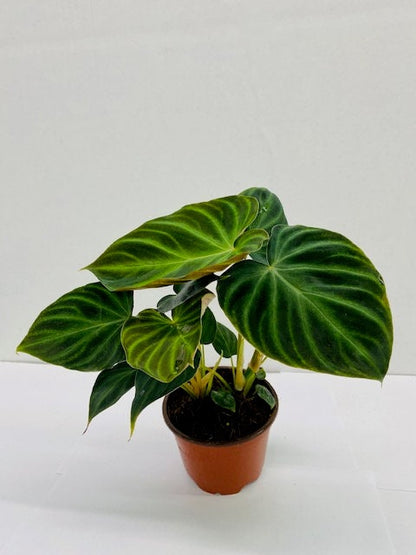2"Baby/4" Philodendron Verrucosum