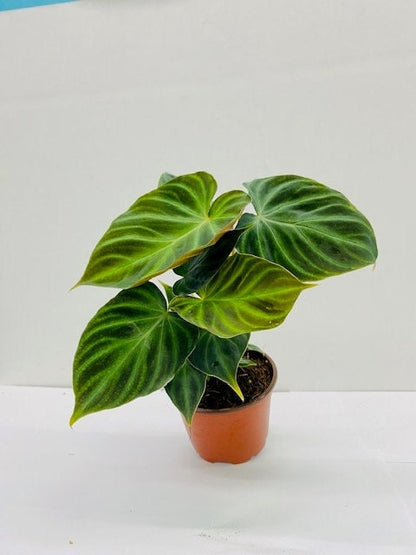 2"Baby/4" Philodendron Verrucosum