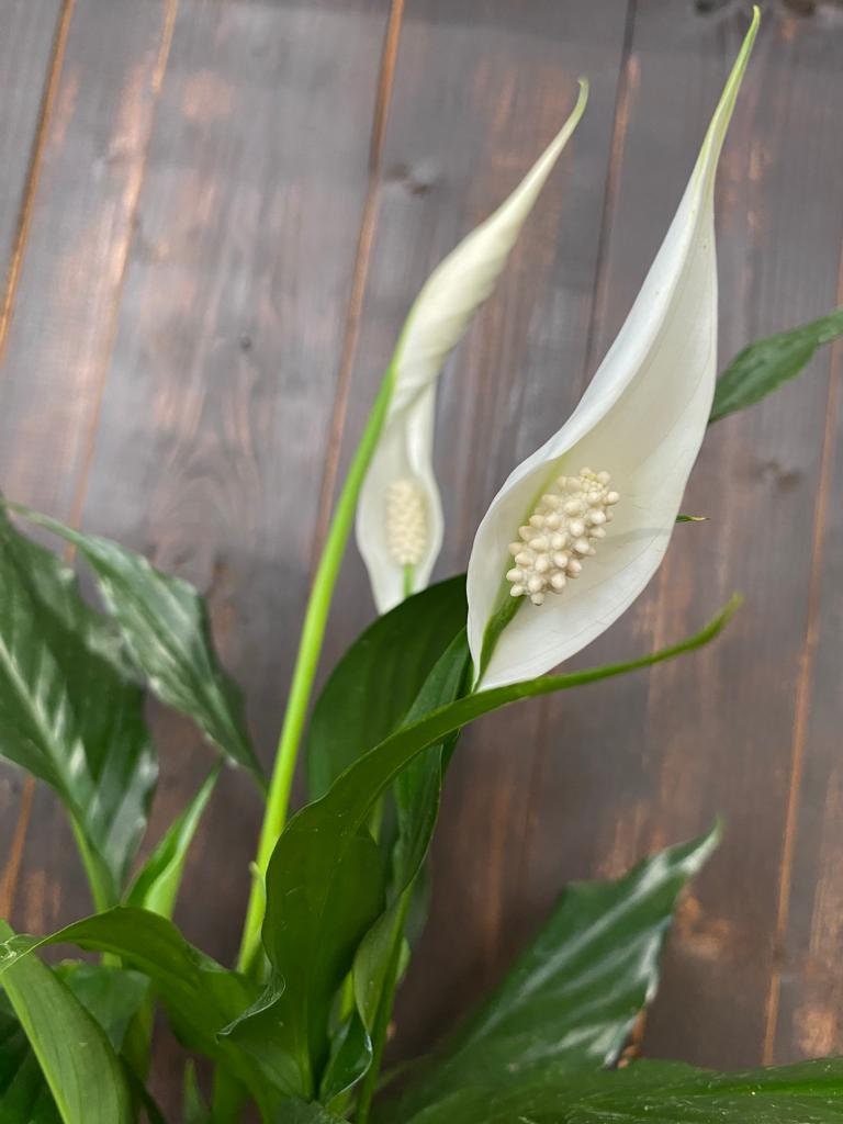 4"/6" Spathiphyllum, Peace Lily, blooming plant