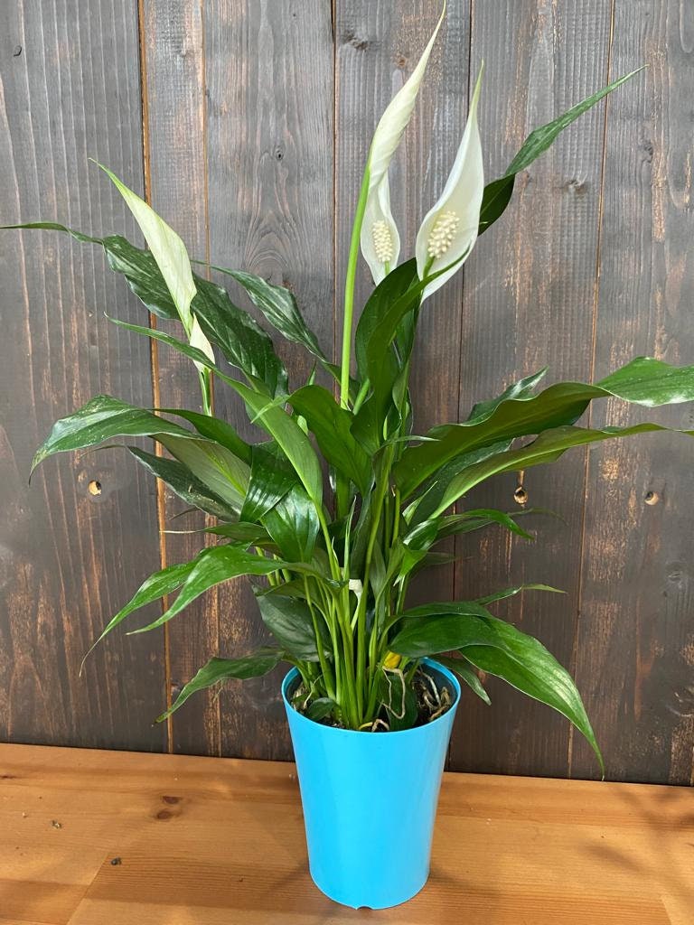 4"/6" Spathiphyllum, Peace Lily, blooming plant