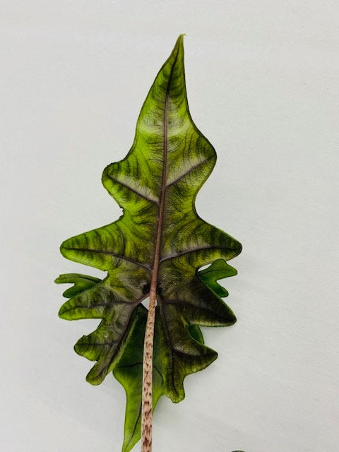 philodendron jacklyn Alocasia Jacklyn "Rare Plant" – Coollective Plants
