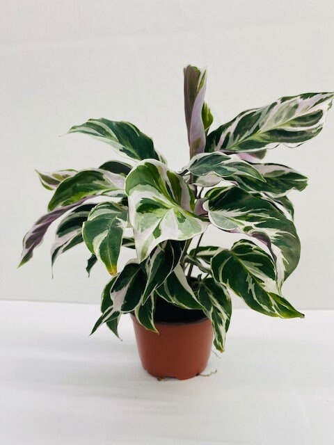 white fusion prayer plant Calathea White Fusion (2–4 inch plant) – Coollective Plants