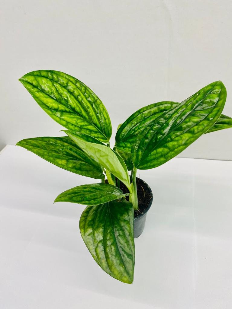 peru monstera rare Monstera Peru *RARE FIND* – Coollective Plants