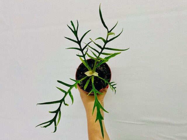 4" Philodendron Tortum "Rare Plant"