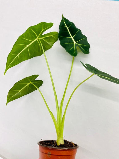 Baby Plant/4"/6" Alocasia Frydek