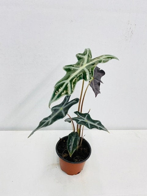 4" Alocasia Sanderiana 'Nobilis'