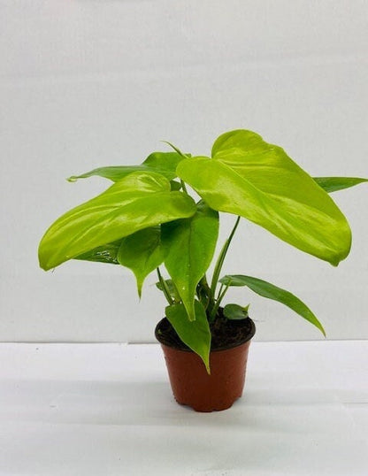 Baby Plant/4" Philodendron Bipennifolium Aurea