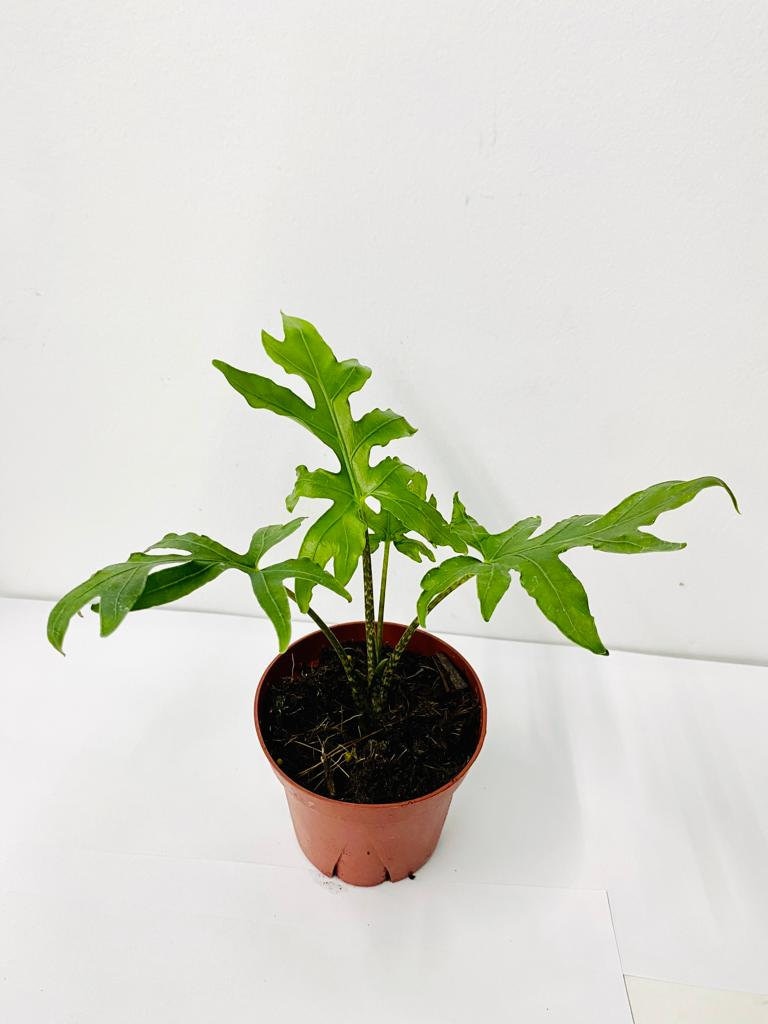 Baby Plant/4" Alocasia Brancifolia (Pink Passion)